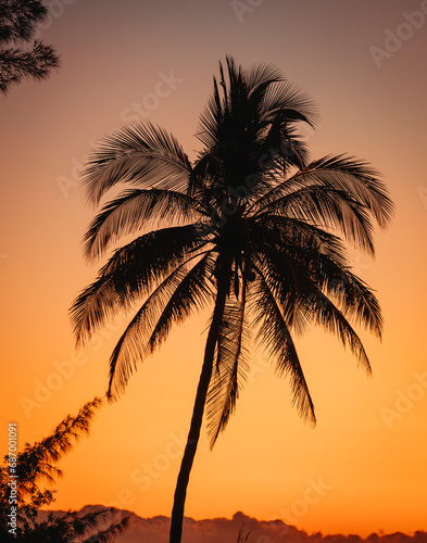 palm silhouette at sunset Miami Florida
