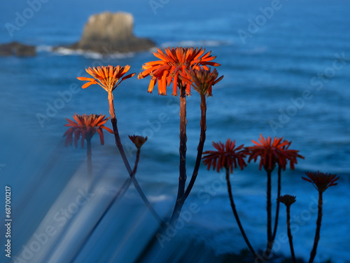 Aloe candelabro. Red flowers in Zambujeira do Mar photo