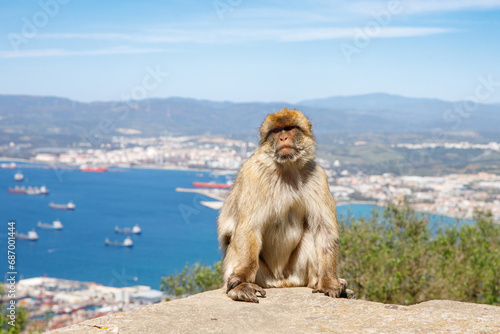 A wild macaque or Gibraltar monkey, one of the most famous attractions of the British overseas territory. Apes' Den in the Upper Rock Natural Reserve in Gibraltar Rock