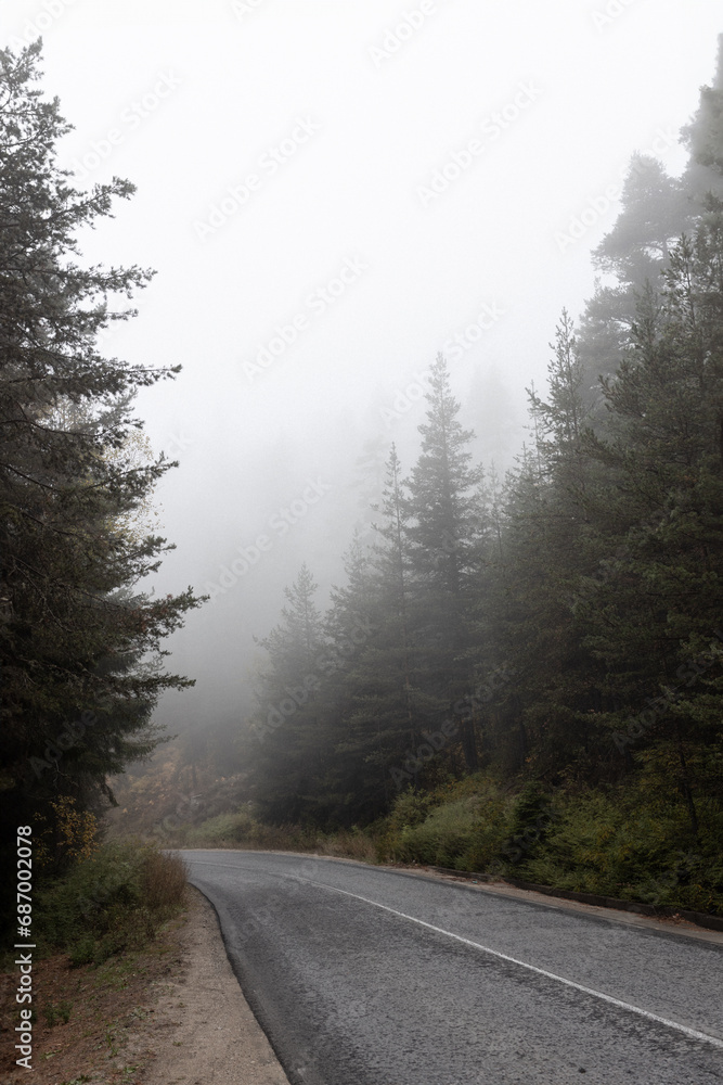 Road in a pine forest, autumn Road in a pine forest, autumn