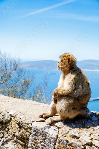 A wild macaque or Gibraltar monkey, one of the most famous attractions of the British overseas territory. Apes' Den in the Upper Rock Natural Reserve in Gibraltar Rock