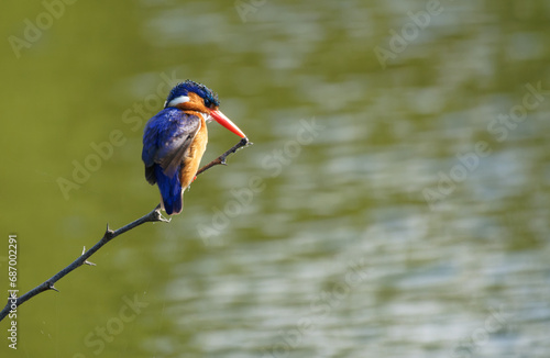 a Malachite Kingfisher perches n a branch