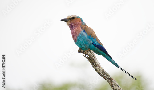 a Lilac-breasted Roller rests in a tree