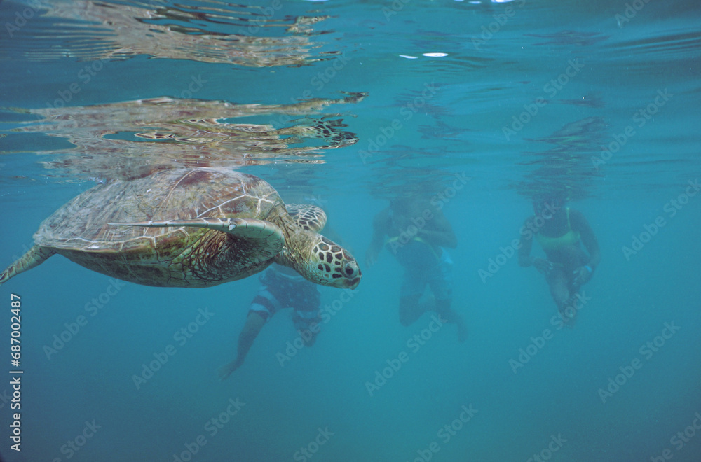 Obraz premium Snorkeling with Wild Hawaiian Green Sea Turtles in the Ocean off Waikiki Beach 