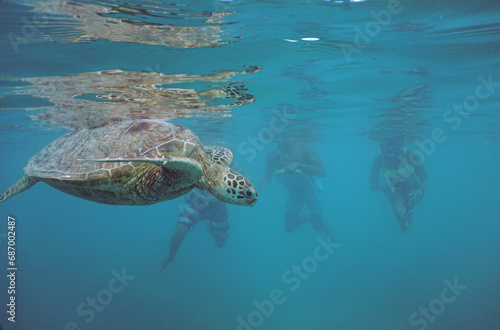 Snorkeling with Wild Hawaiian Green Sea Turtles in the Ocean off Waikiki Beach 
