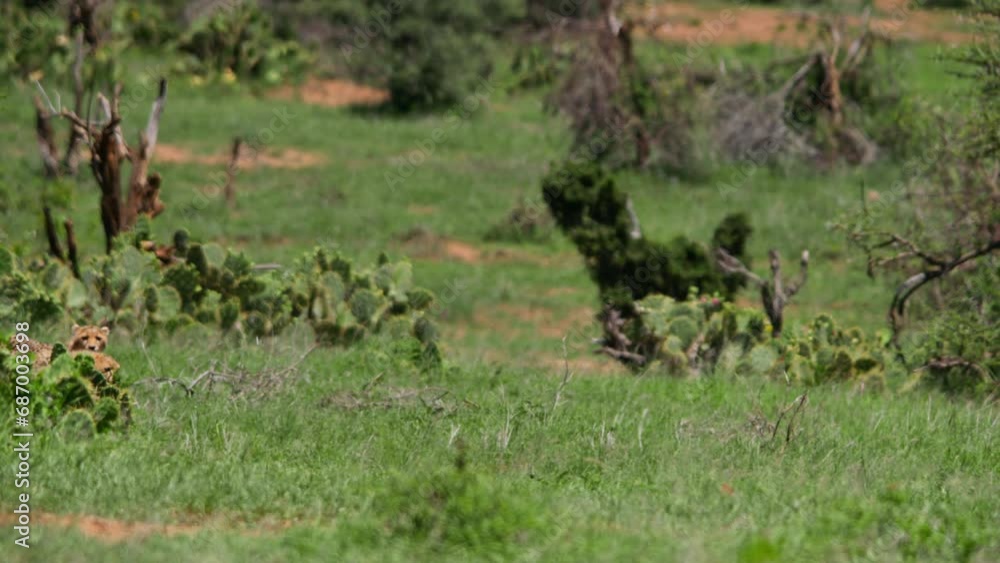 Wide shot of two cheetahs (Acinonyx jubatus) creeping through short grass at noon in Africa. Wide shot of two cheetahs (Acinonyx jubatus) creeping through short grass at noon in Africa.
