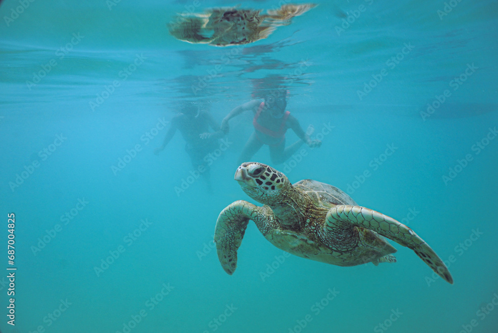 Snorkeling with Wild Hawaiian Green Sea Turtles in the Ocean off ...