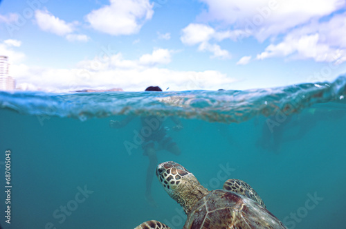 Snorkeling with Wild Hawaiian Green Sea Turtles in the Ocean off Waikiki Beach © EMMEFFCEE 