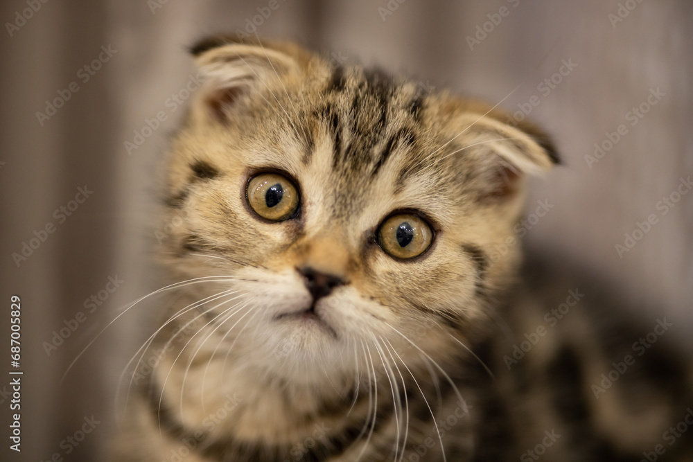 The muzzle of a Scottish fold kitten in close-up. Portrait of a striped kitten