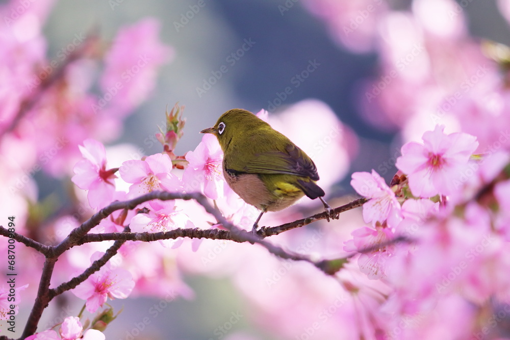 春の美しい桜とメジロ 春の美しい桜とメジロ