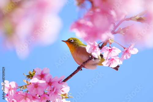 春の美しい桜とメジロ