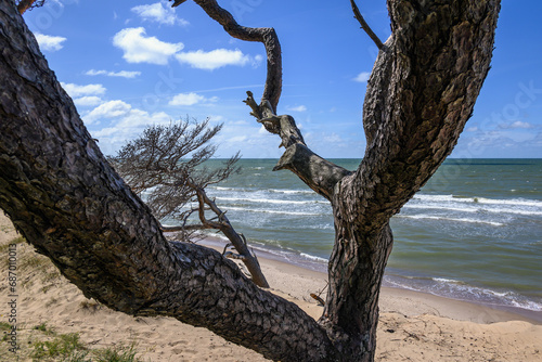 Baltic sea coast in windy day.