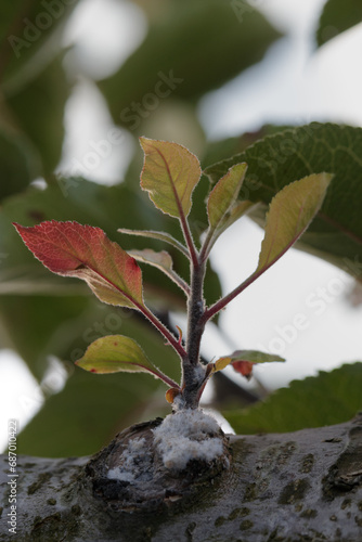 Woolly apple aphid and new shoot on apple tree branch photo