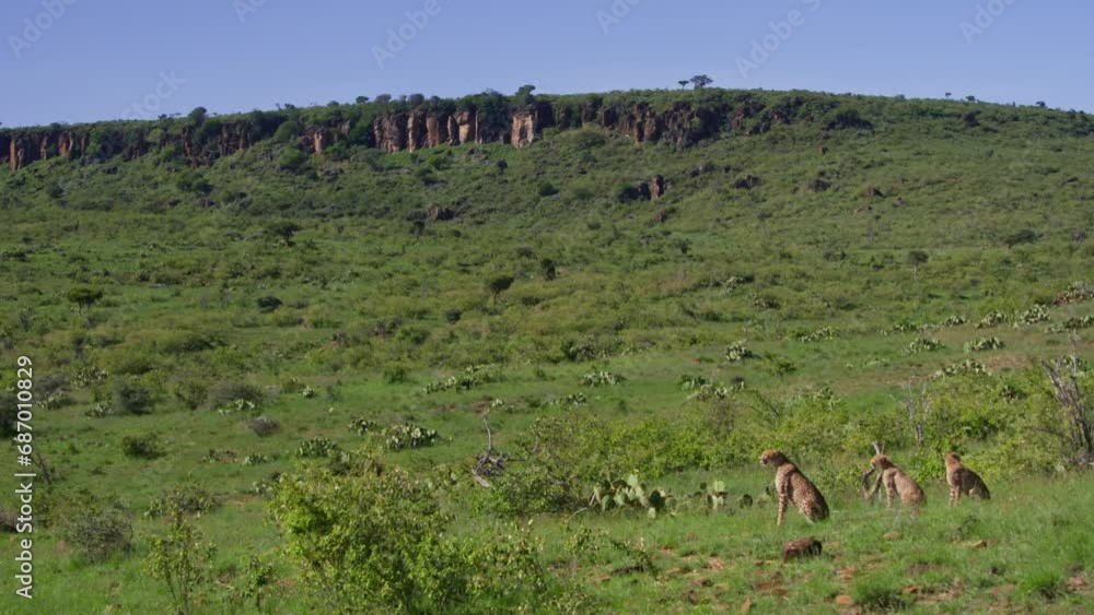 Extreme wide shot of three cheetahs (Acinonyx jubatus) scanning the valley for prey during the afternoon in Africa. Extreme wide shot of three cheetahs (Acinonyx jubatus) scanning the valley for prey during the afternoon in Africa.