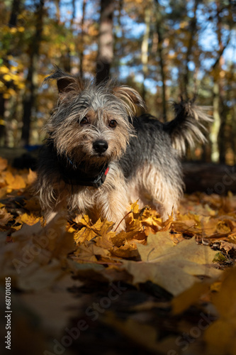 Puppy in the autumn forest