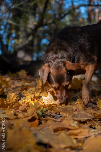 Brown dog in the autumn forest