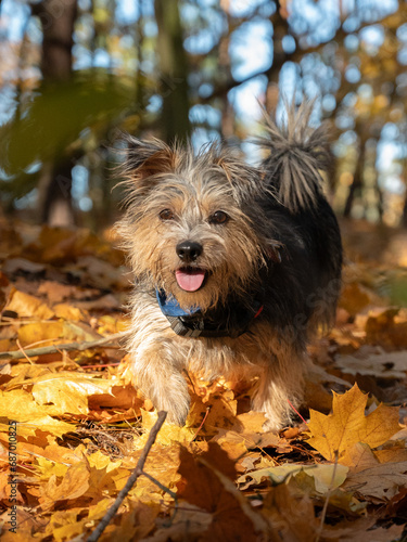 Puppy in the autumn forest
