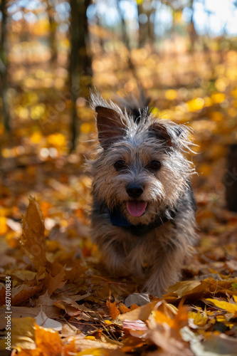 Puppy in the autumn forest