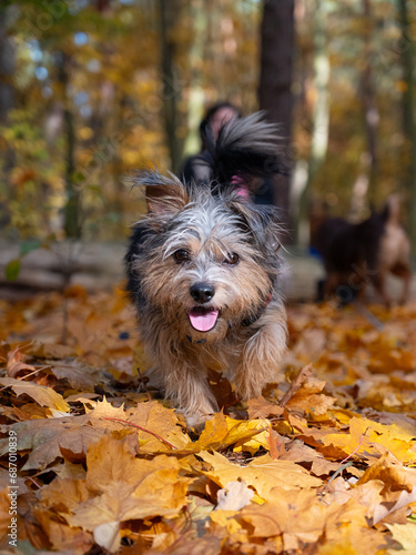 Puppy in the autumn forest