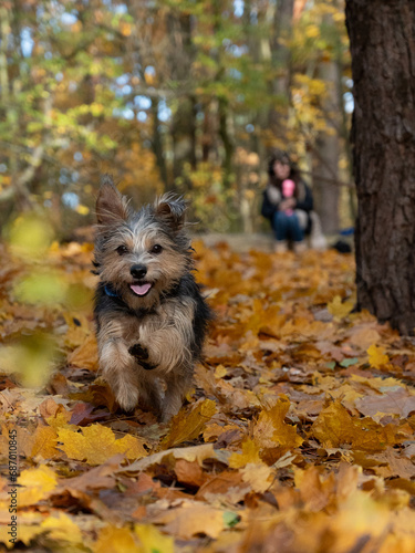 Puppy in the autumn forest