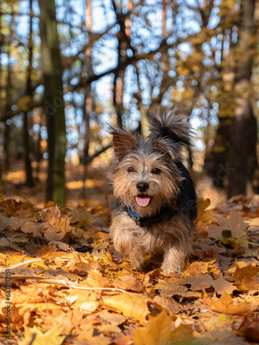 Puppy in the autumn forest