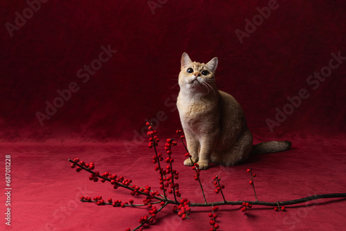 A golden burmilla cat sitting on a red background with winter berries
