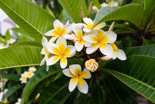 Closup Flowers Frangipani Plumeria