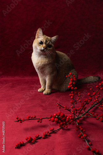 A golden burmilla cat sitting on a red background with winter berries