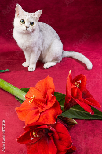 A silver burmilla cat sitting on a red background with red flowers