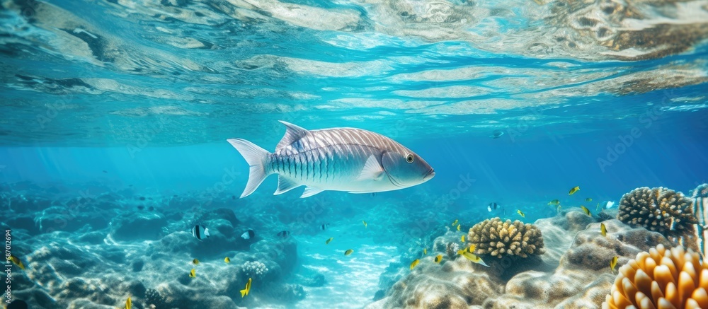 Fototapeta premium Little gray fish swim near coral reef in clear blue water, captured underwater.