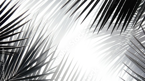 Abstract background of shiny palm leaves on isolated white background. White and black.