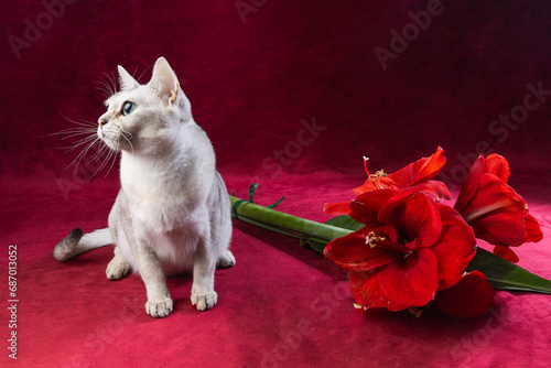 A silver burmilla cat sitting on a red background with red flowers
