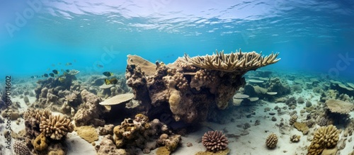 Scarce surviving remnants in Red Sea's dying coral reefs, Southern Egypt.