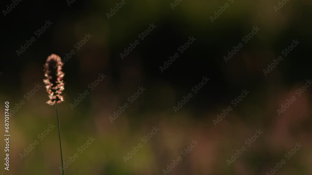Wide shot of back lit grass during the evening in Africa. Wide shot of back lit grass during the evening in Africa.