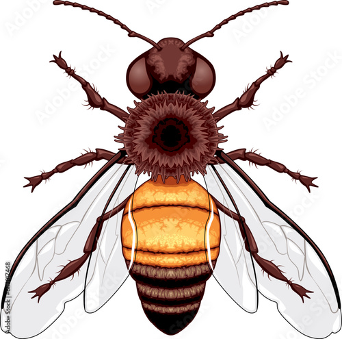 Bee top view, vector isolat...