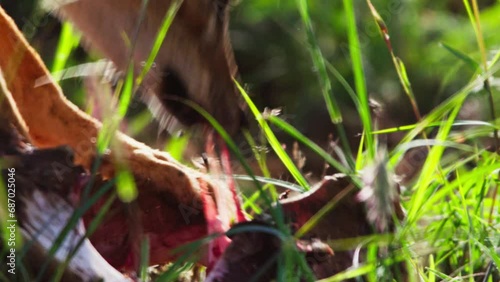 Close up of a jackal's (canis mesomelas) head as it tears through flesh during the morning in Africa.