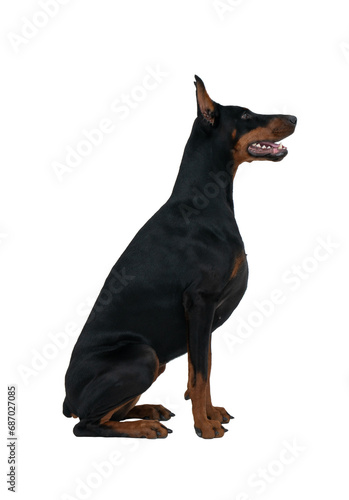 Black and brown sitting doberman dog  side portrait