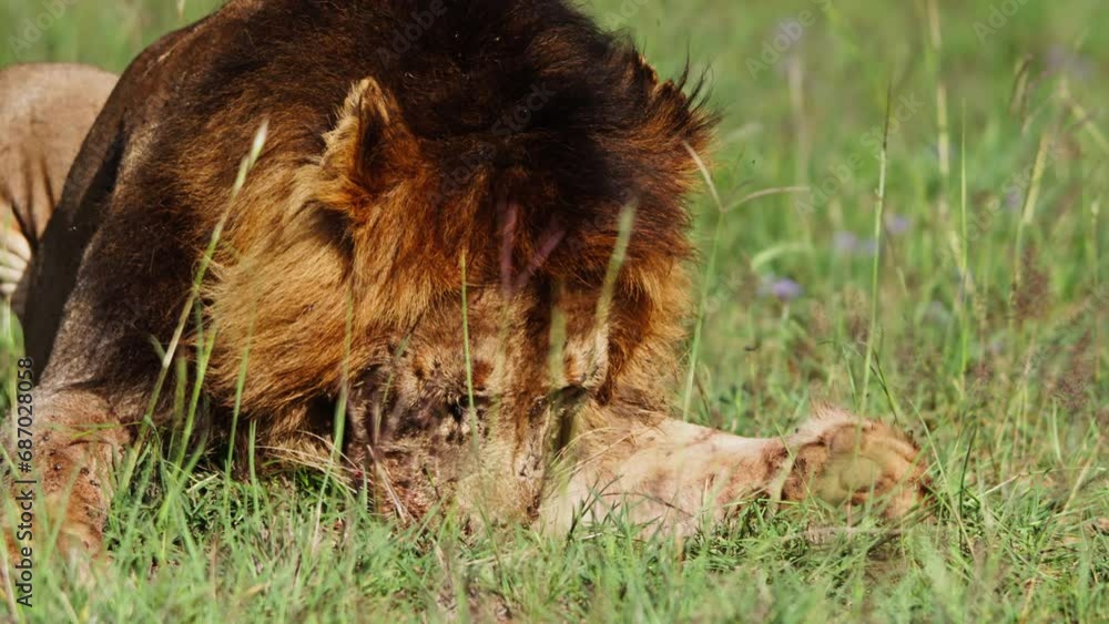 Close up of a lion's (panthera leo) head after eating during the morning in Africa. Close up of a lion's (panthera leo) head after eating during the morning in Africa.