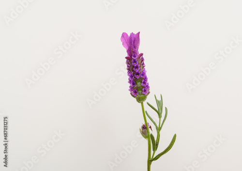 Lawenda francuska pojedynczy kwiat makro