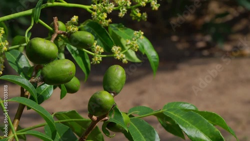 Witness the vibrant green siriguela fruits hanging abundantly on a siriguela tree, a beautiful testament to the bounty of nature in its lush, tropical setting.  photo