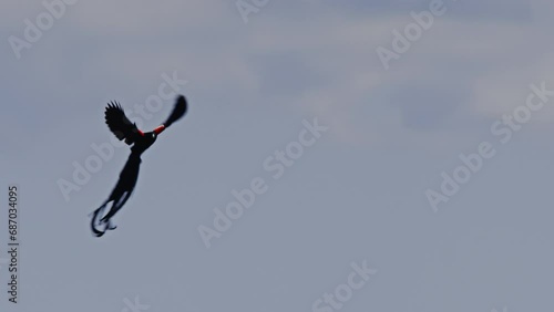 Wallpaper Mural Long lens pan of a long-tailed widowbird (Euplectes progne) mating display during the morning in Africa.  Torontodigital.ca