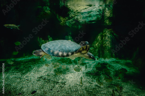 From below of calm big pig nosed turtle