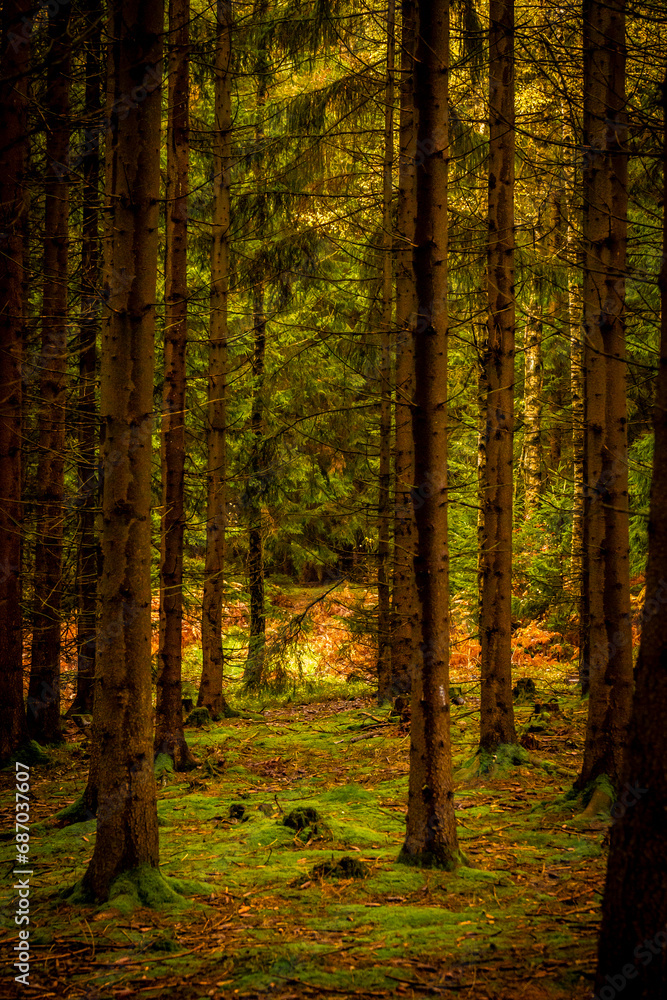 Herbstlicht im Fichtenwald in der Oberlausitz 3