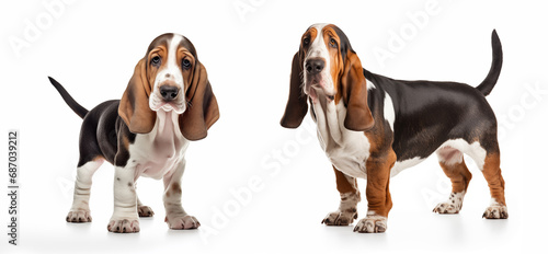 Close-up full-length portrait of a purebred Basset Hound dog. Isolated on a white background.