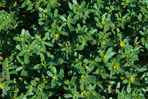 Purslane with yellow flowers. Dietary purslane rich in omega acids and beneficial microelements.