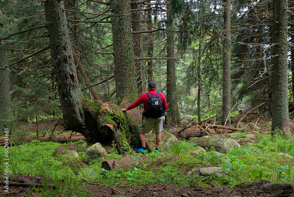 Obraz premium people walk in the mountains among a pine forest