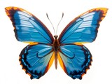 Solar Flare Butterfly
