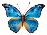 Solar Flare Butterfly