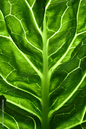 close up kale leaf