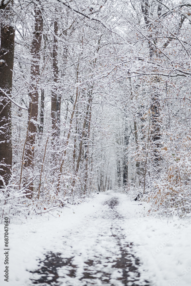 Fototapeta premium forest in winter